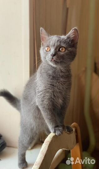 Котенок мальчик