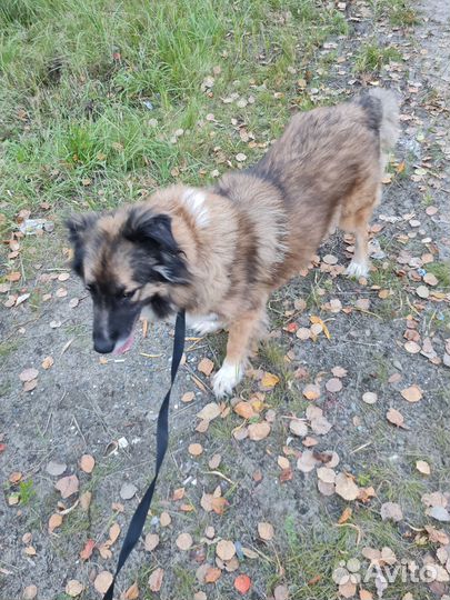 Немецкая овчарка в добрые руки