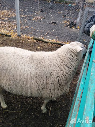 Баран тексель