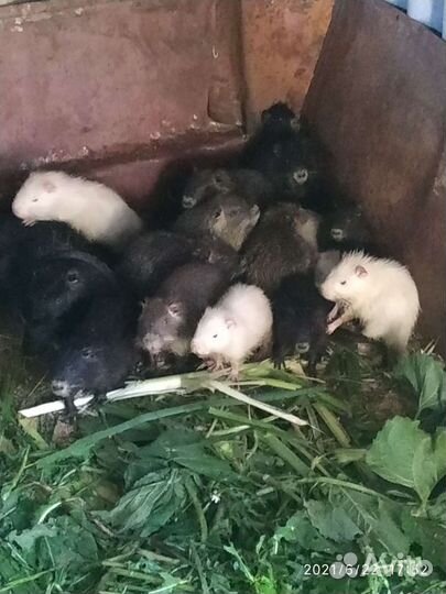 Щенки нутрии