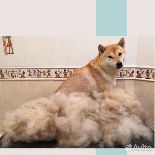 Стрижка собак, центр Сормова