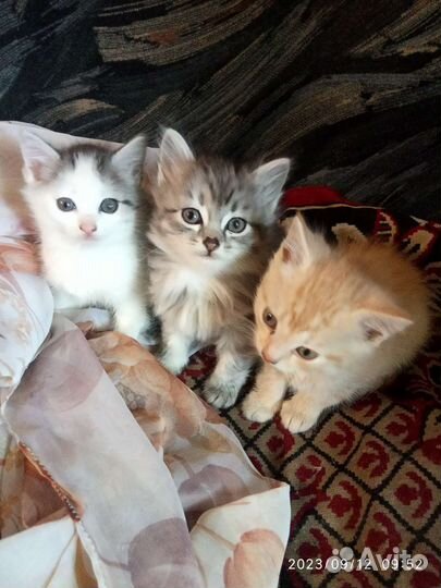 Котята в добрые руки