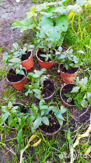 Лавр.Чищу участок.Саженцы в остатке