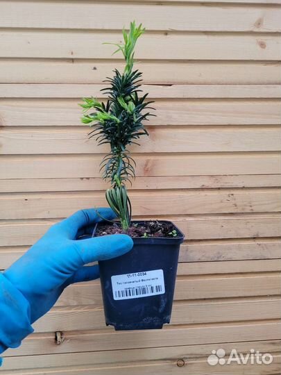 Тис головчатый Фастигиата (хвойное дерево)