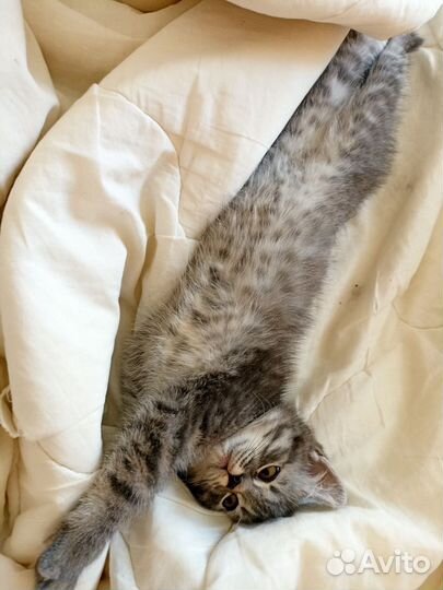 Котята в добрые руки приучены к лотку