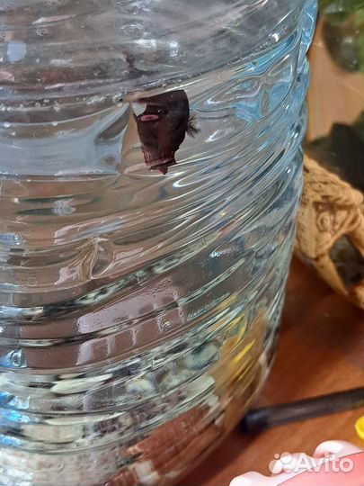 Самка петушка Дельта (курочка)