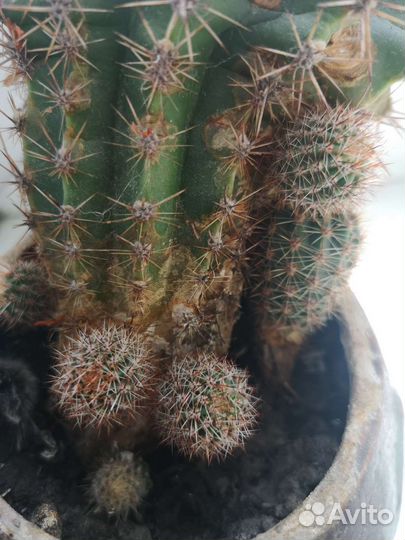 Кактус эхинопсис