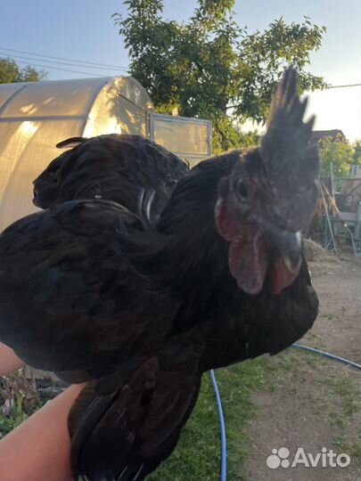 Петух ухейлюй