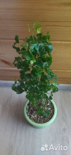 Полисциас робле