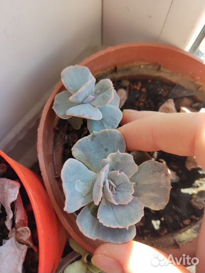 Эхеверия лилацина, монструоза, Геракл, sp