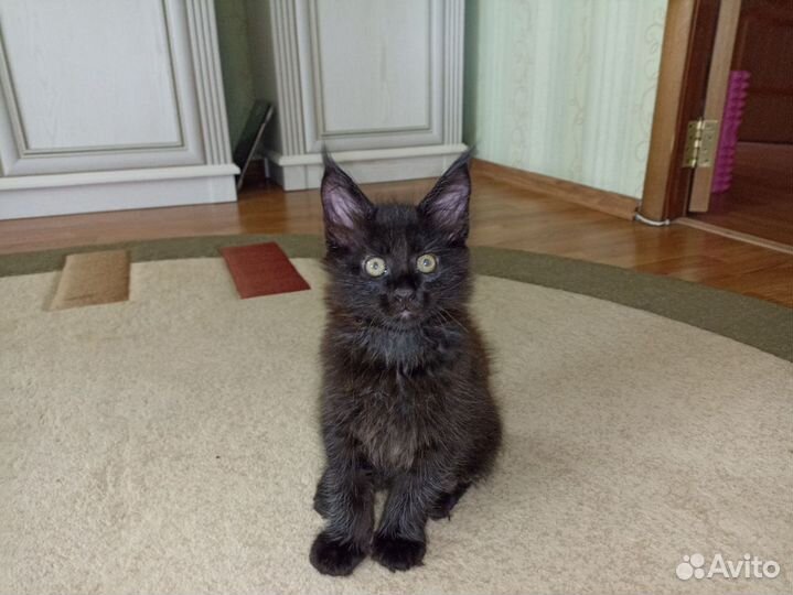 Кошки мейн-кун