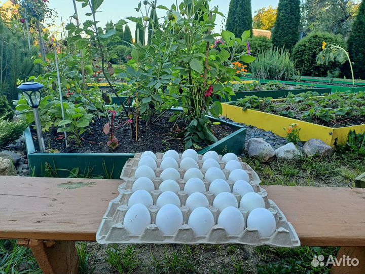 Домашние куриные яйца