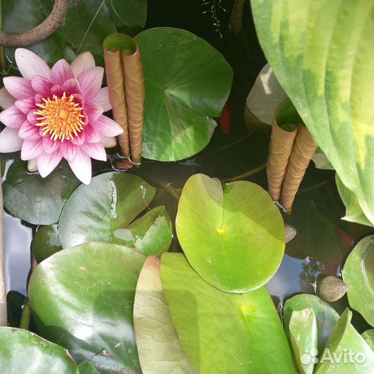 Нимфеи для пруда