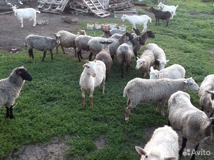 Овцы и бараны