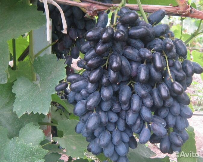 Виноград кишмиш Лучистый,Кодрянка,Восторг,Аттика