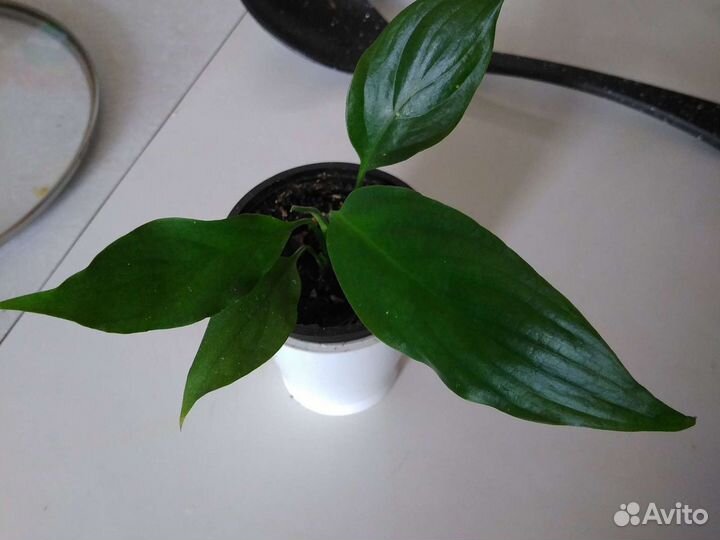 Спацифилум