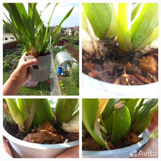 Комнатные цветы