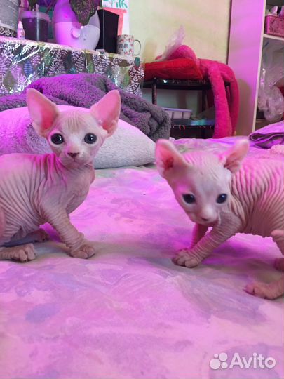 Котята ребята
