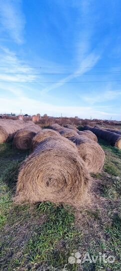Сено в рулонах