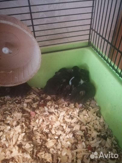 Декоративная крыса