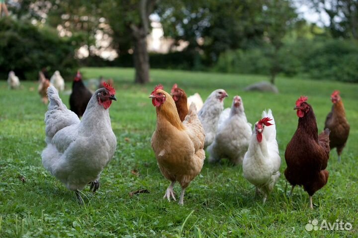 Куры несушки