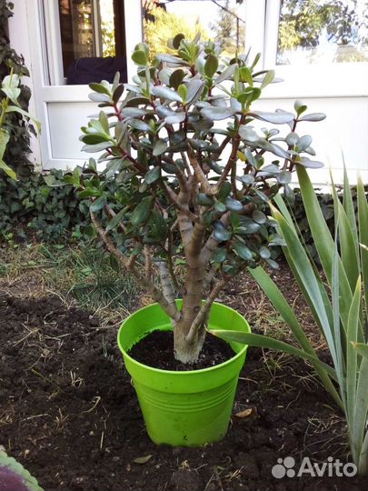 Толстянка (крассула)