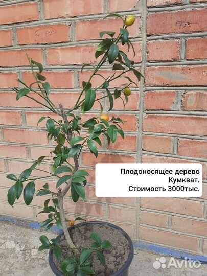 Кумкват дерево