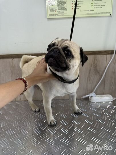 Ветеринарный врач. Грумер собак и кошек