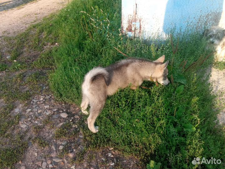 Щенки лайки