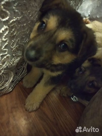 Щенки бесплатно