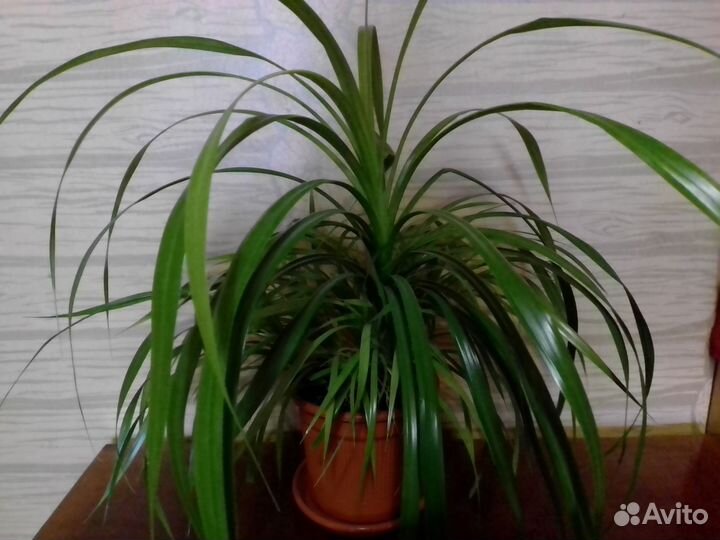 Цветы домашние в горшках