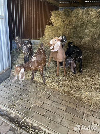 Козлик камори