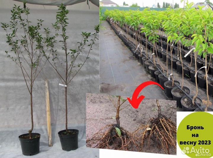 Саженцы вишни, саженцы черешни, дюк