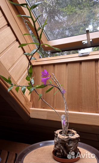 Дендробиум victoria reginae x sulawesiense