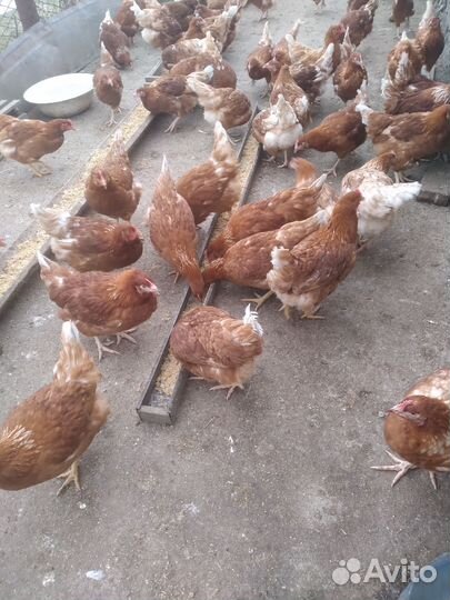 Куры несушки молодки