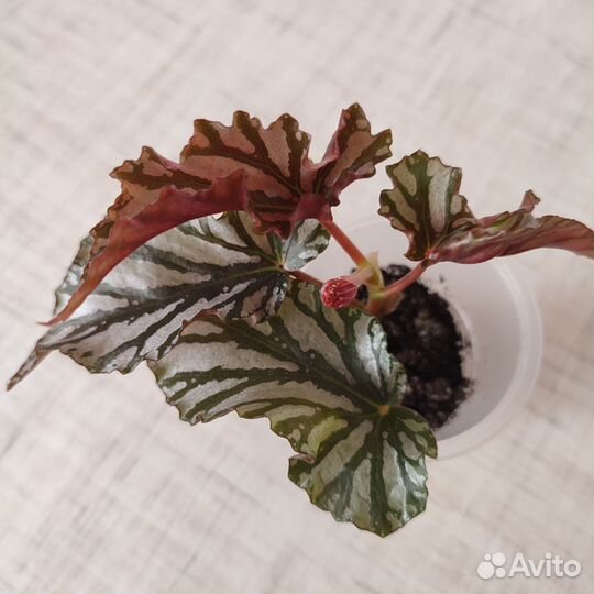 Комнатные цветы