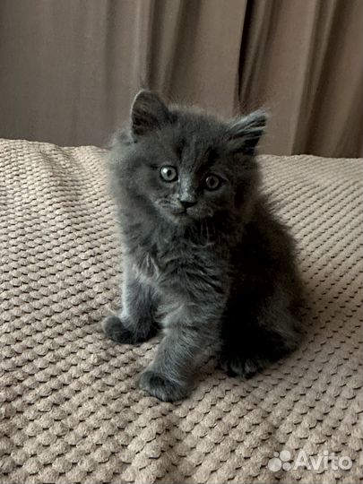 Шотландская кошка