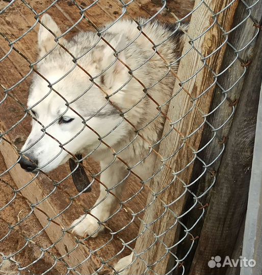 Отдадим собак хаски