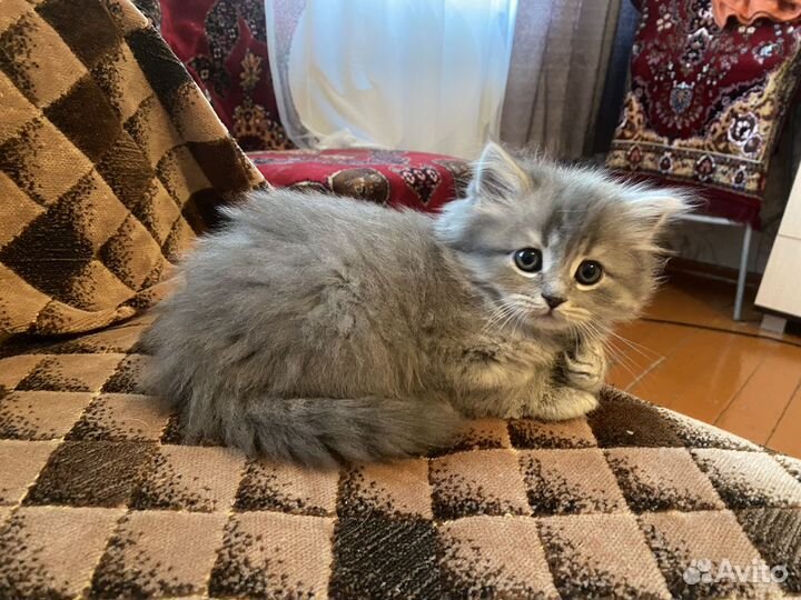 В добрые руки
