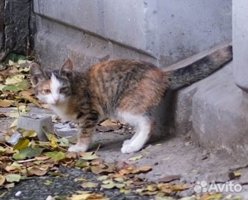 Красивые котятки ждут свои семьи