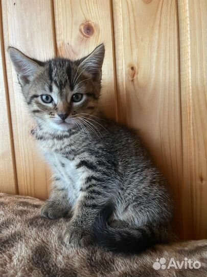 Котики бесплатно в добрые руки