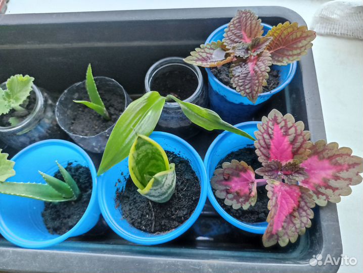 Комнатные цветы