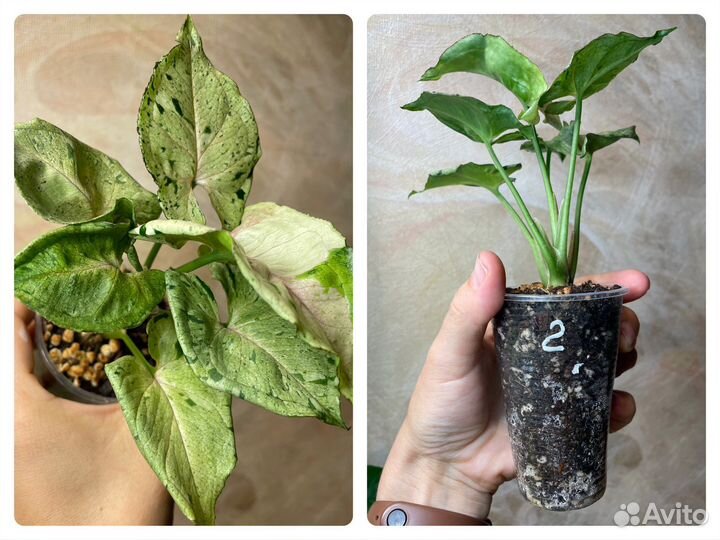 Сингониум серый призрак