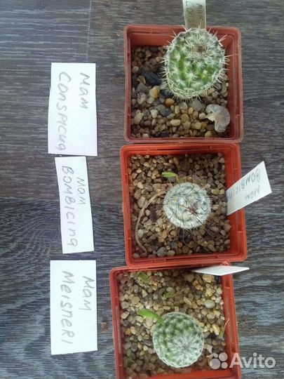 Кактусы коллекционные