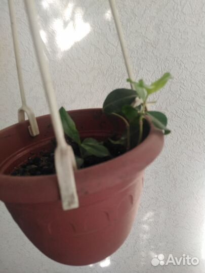 Метросидерос