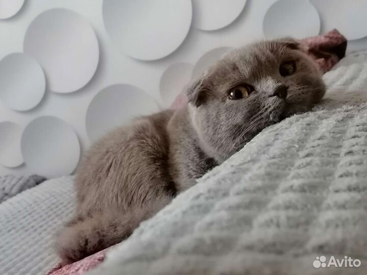 Кошечка на вязку