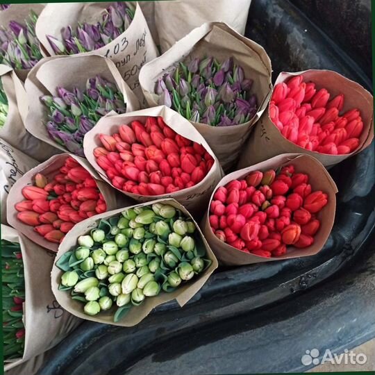 Тюльпаны от производителя