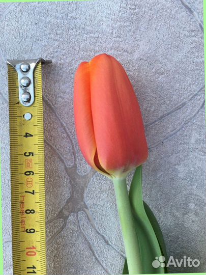 Тюльпаны от производителя