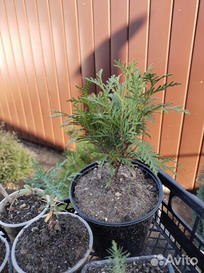 Туя,ель,кипарисовики, можжевельники