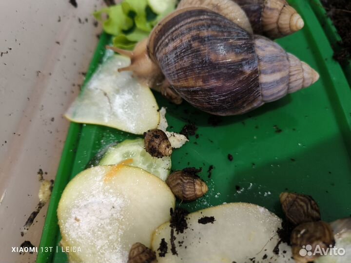 Улитки ахатины